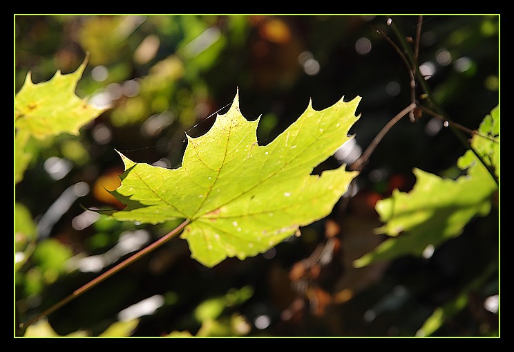 La feuille d'automne