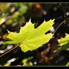 La feuille d'automne