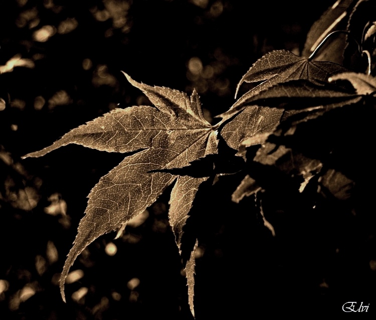 La feuille d'automne