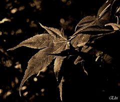 La feuille d'automne