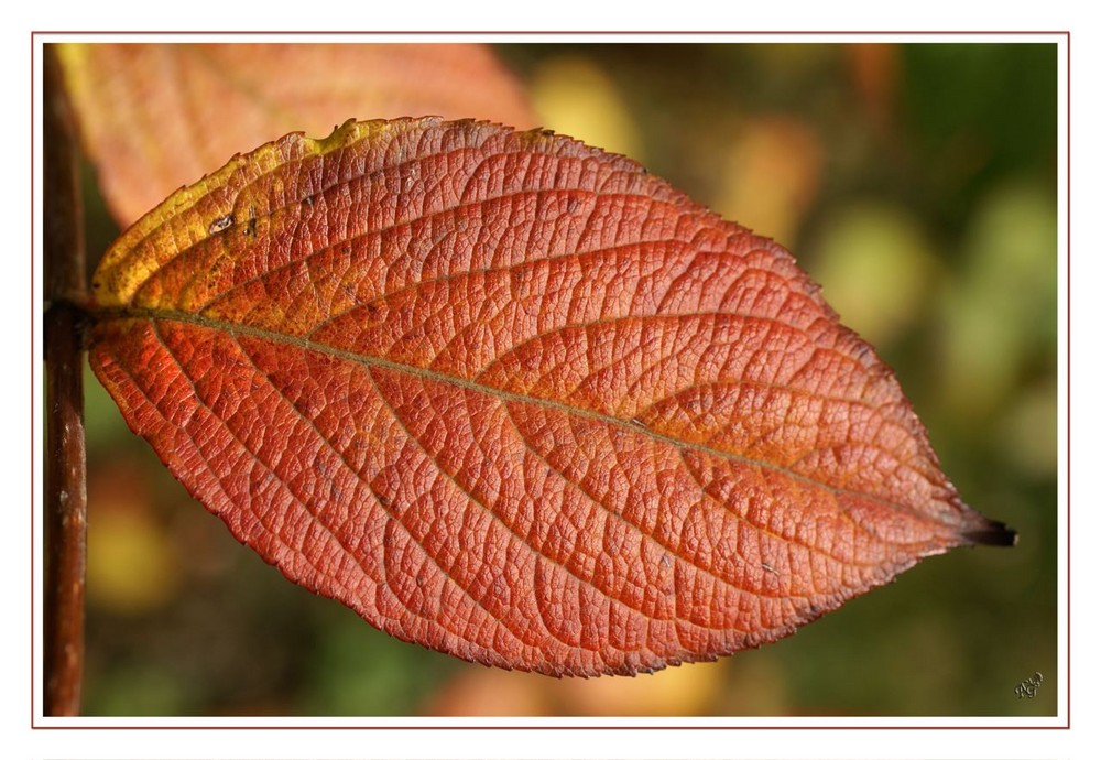 la feuille d'automne....