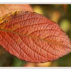 la feuille d'automne....