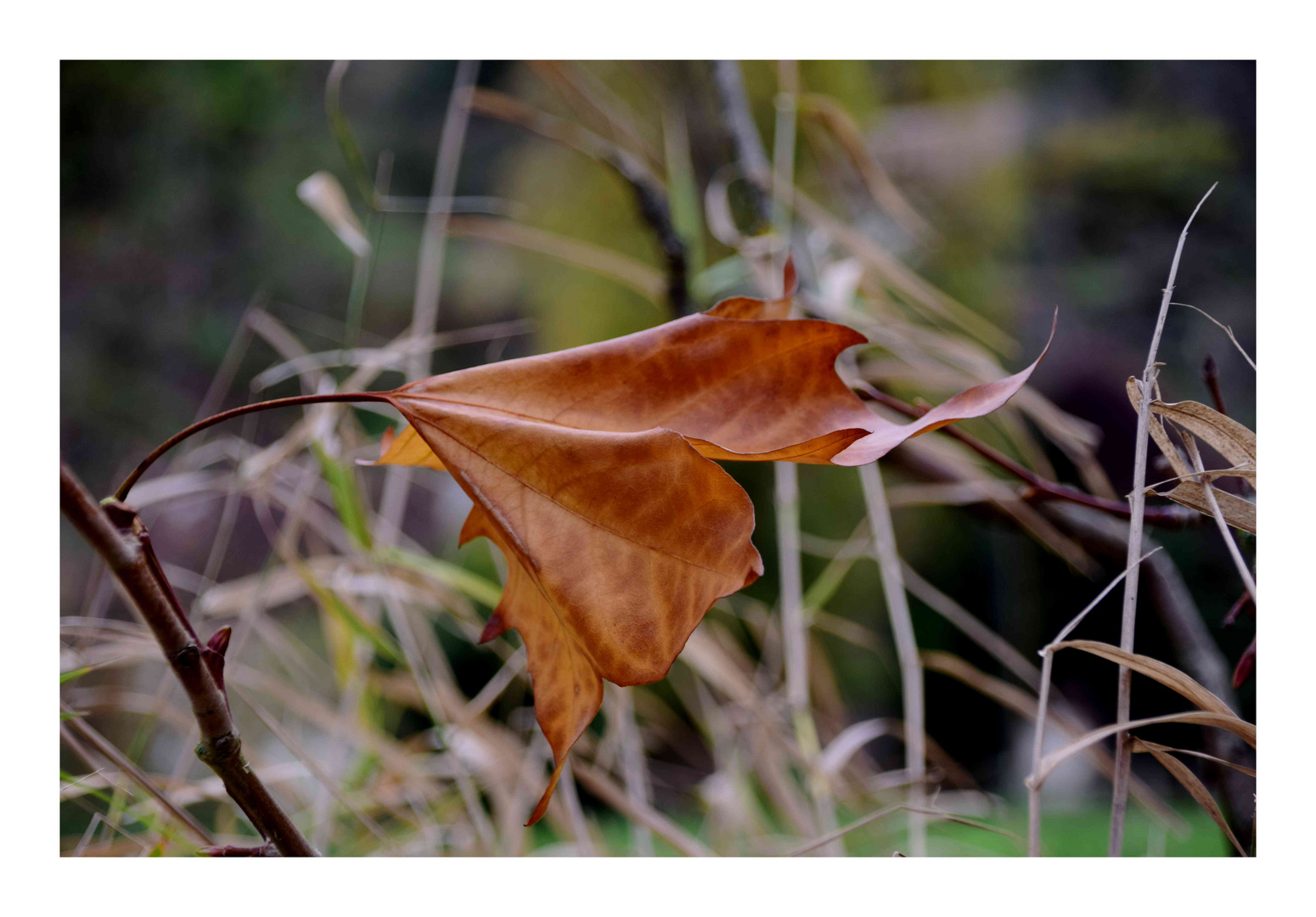 la feuille d'automne 