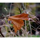 la feuille d'automne 