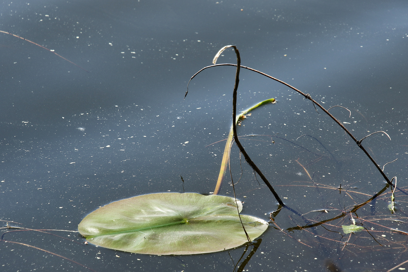 la feuille de nénuphar !