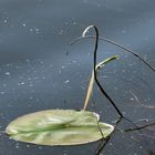 la feuille de nénuphar !