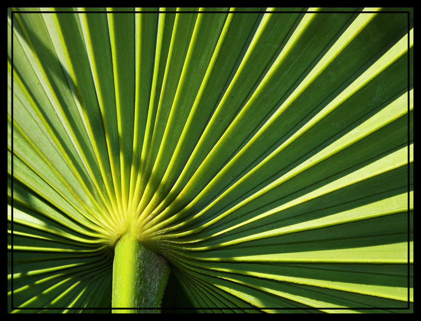 La feuille