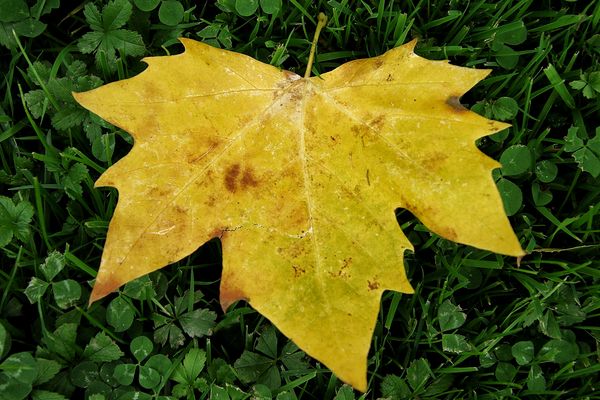 la feuille jaune !