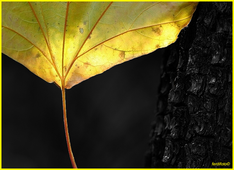 La feuille jaune