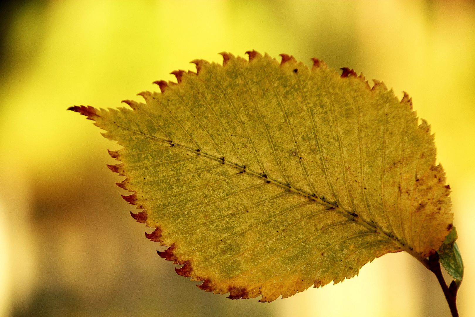 la feuille jaune !