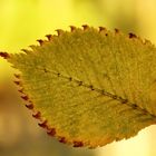 la feuille jaune !