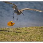 La feuille ... l'oiseau?