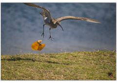 La feuille ... l'oiseau?