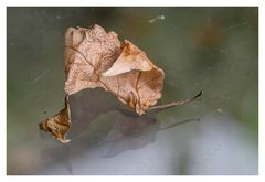 La feuille recroquevillée