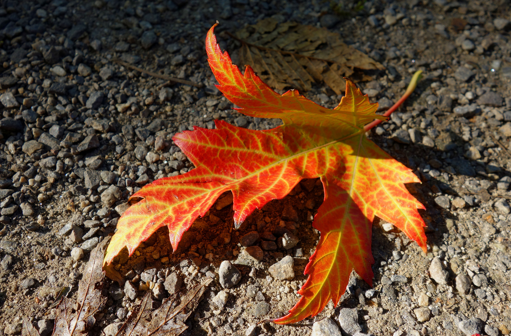 La feuille rouge