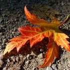 La feuille rouge