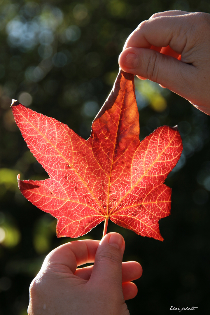 la feuille rouge 