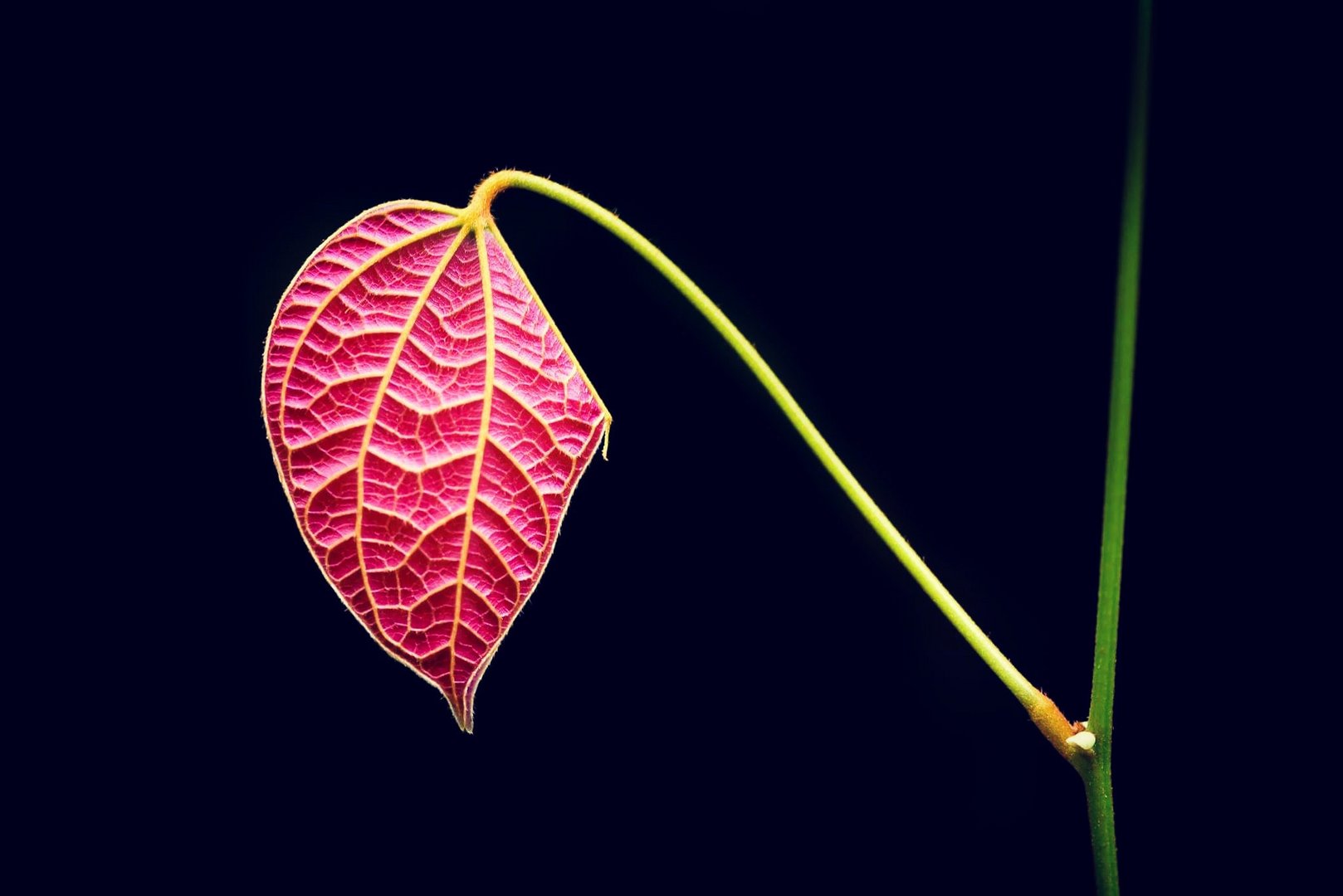 La feuille/ the leaf