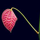 La feuille/ the leaf