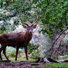 la fierté du cerf