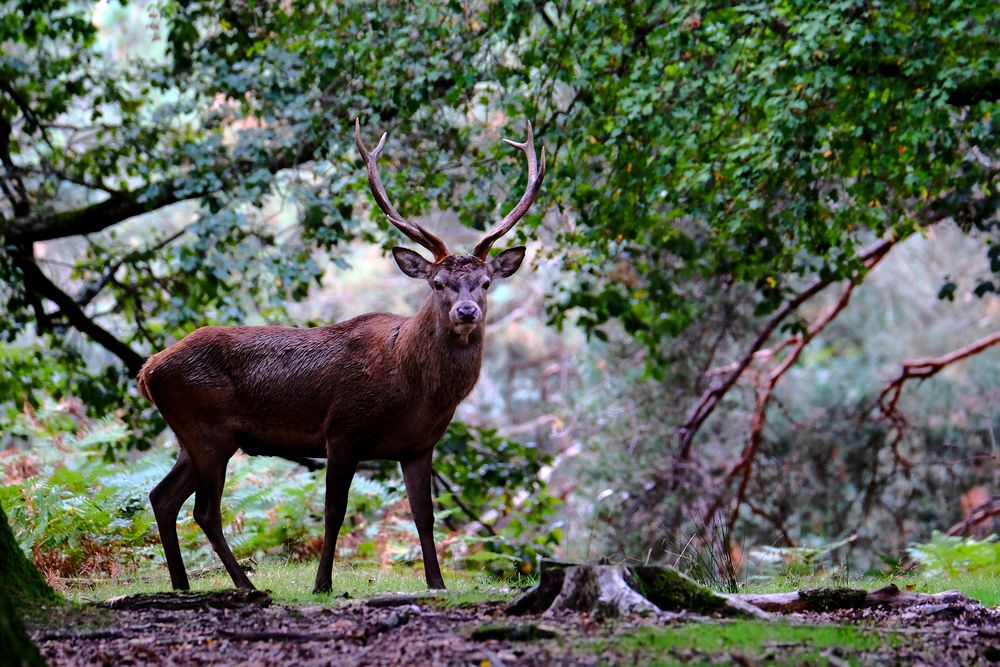 la fierté du cerf