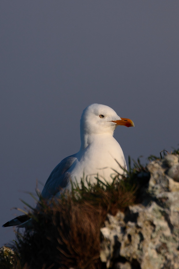 la fierté du Goeland 