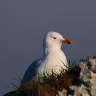 la fierté du Goeland 