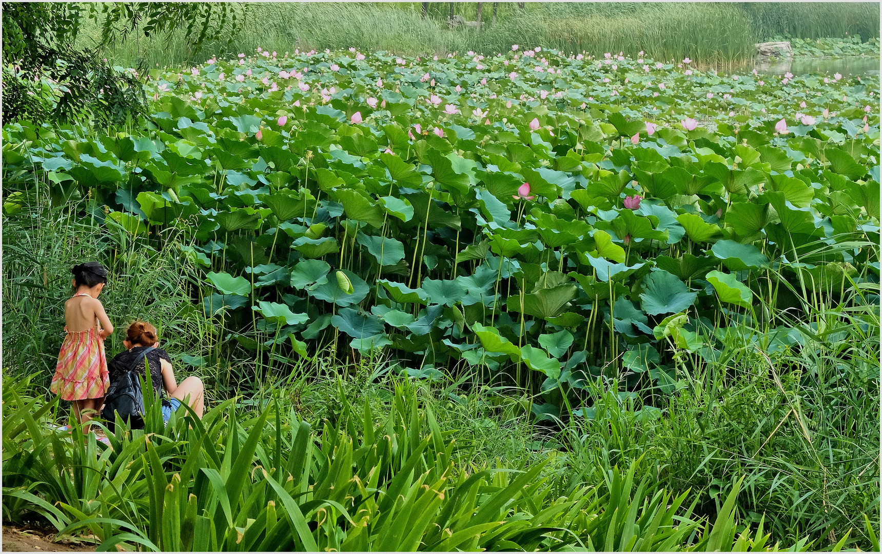 La fillette aux lotus