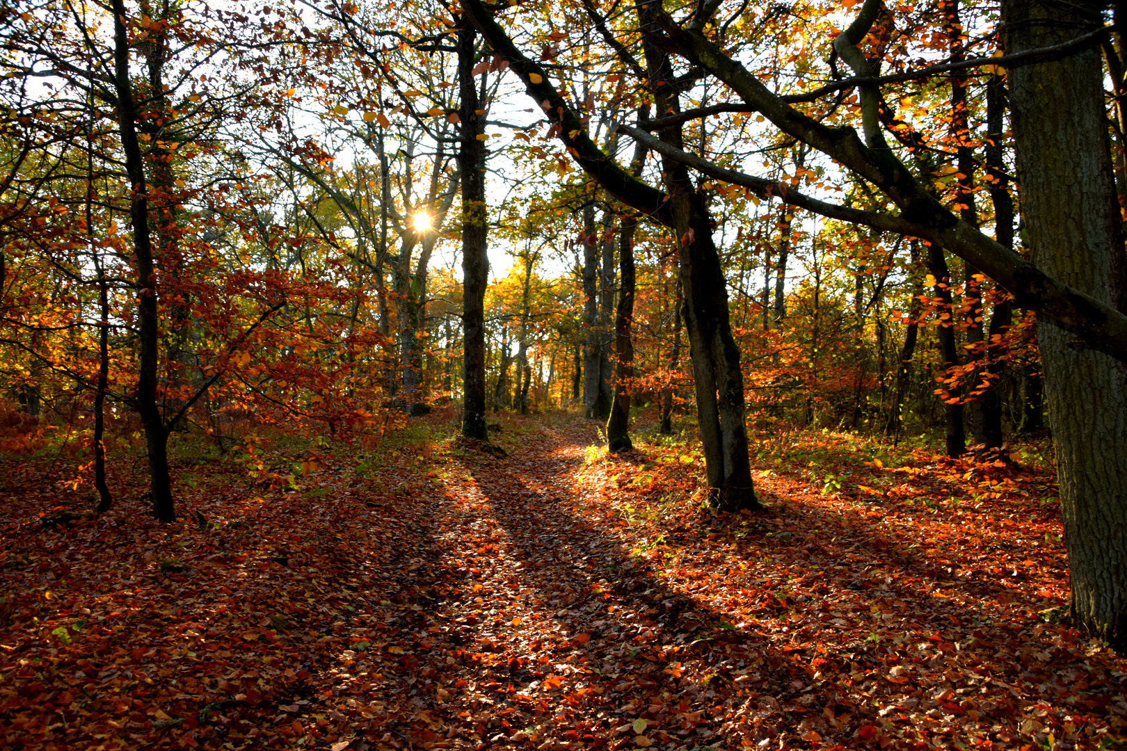 la fin de l'automne 