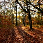 la fin de l'automne 