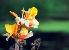 La fin des cannas…