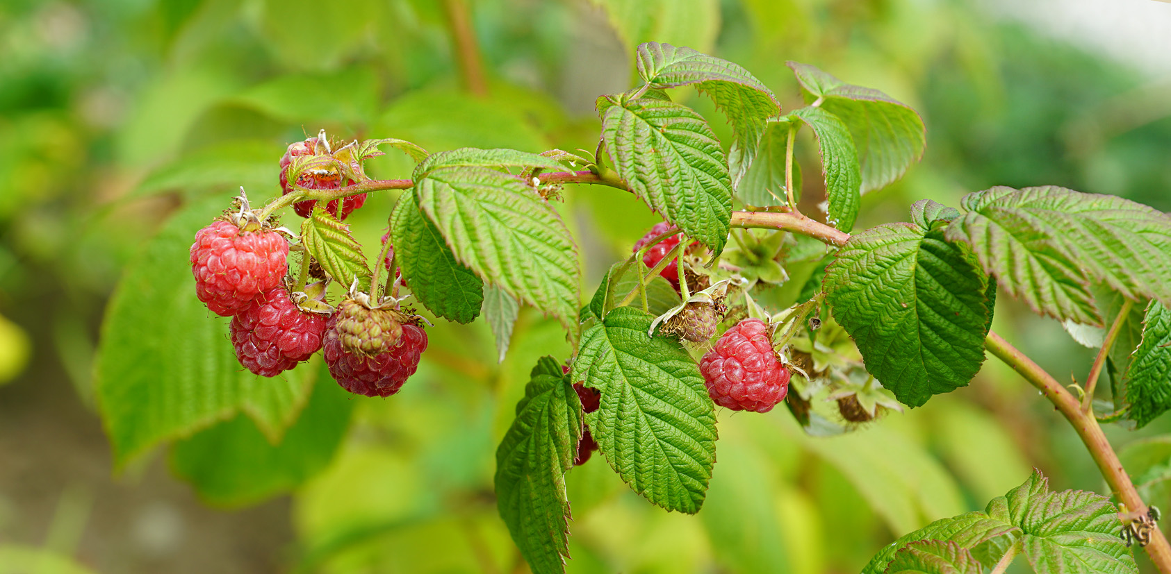 La fin des framboises ....