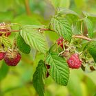 La fin des framboises ....