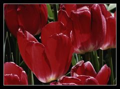 " La fin des tulipes rouges "