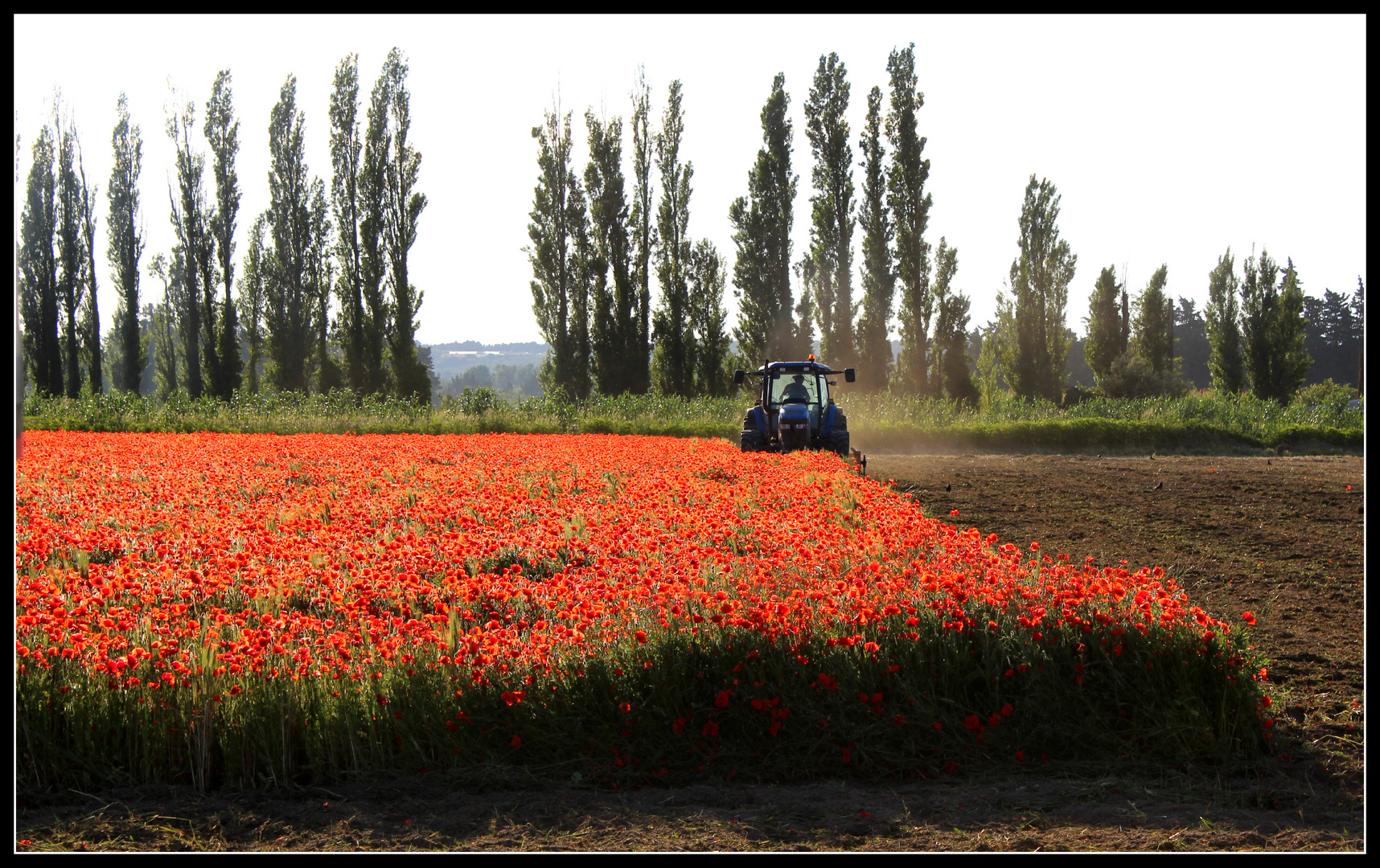 La fin d'un champ de coquelicots