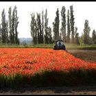 La fin d'un champ de coquelicots