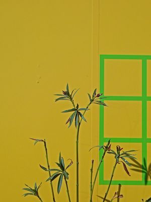 La finestra sul giardino