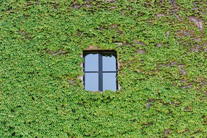 La finestra sul verde