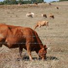 La Fiorentina...questione di tempo