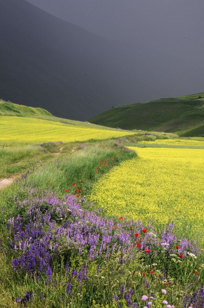 La fiorita a Castelluccio di Norcia