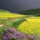 La fiorita a Castelluccio di Norcia