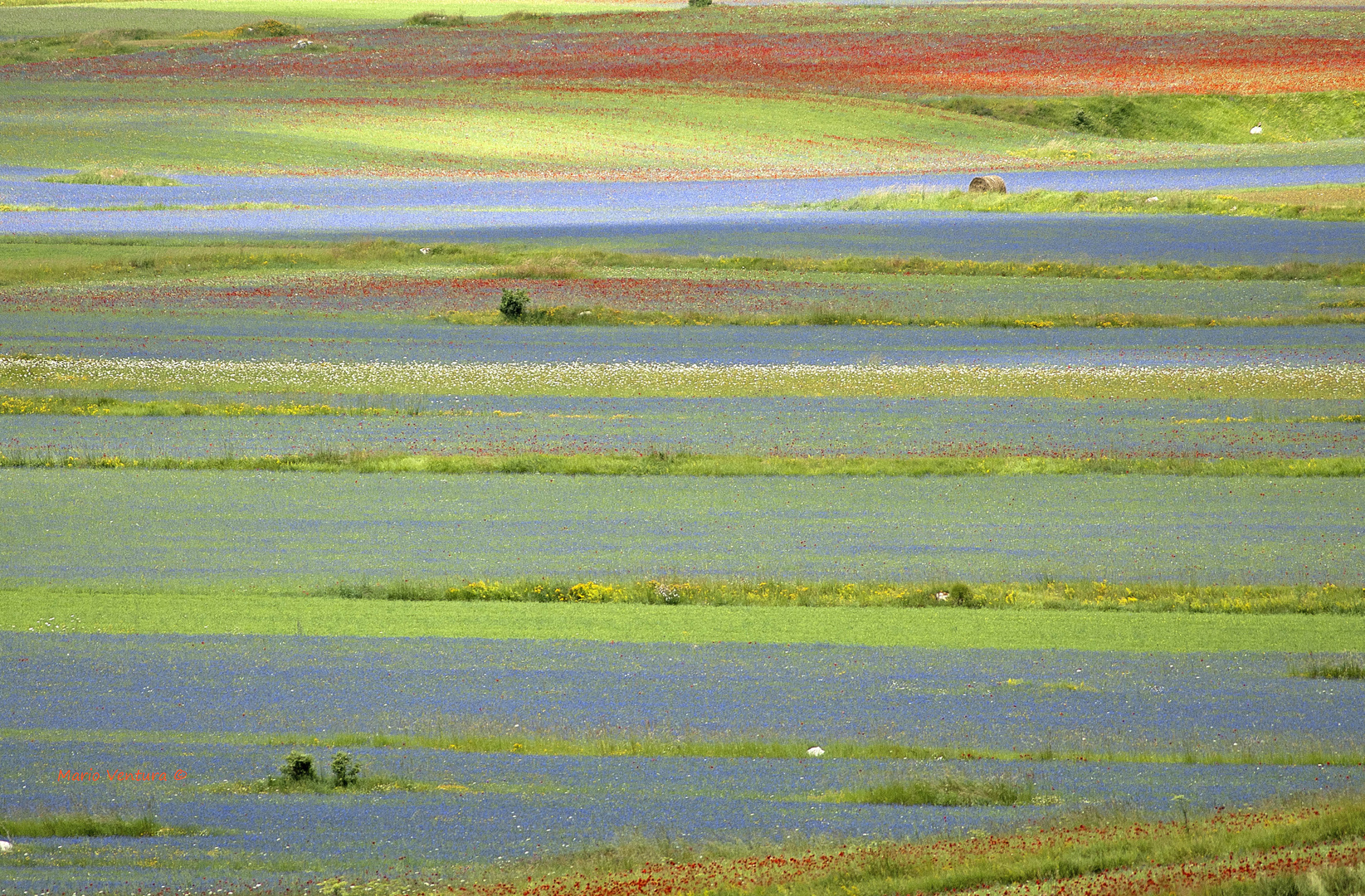 La fioritura a Castelluccio di Norcia (Particolare al Pian Grande)