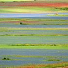 La fioritura a Castelluccio di Norcia (Particolare al Pian Grande)