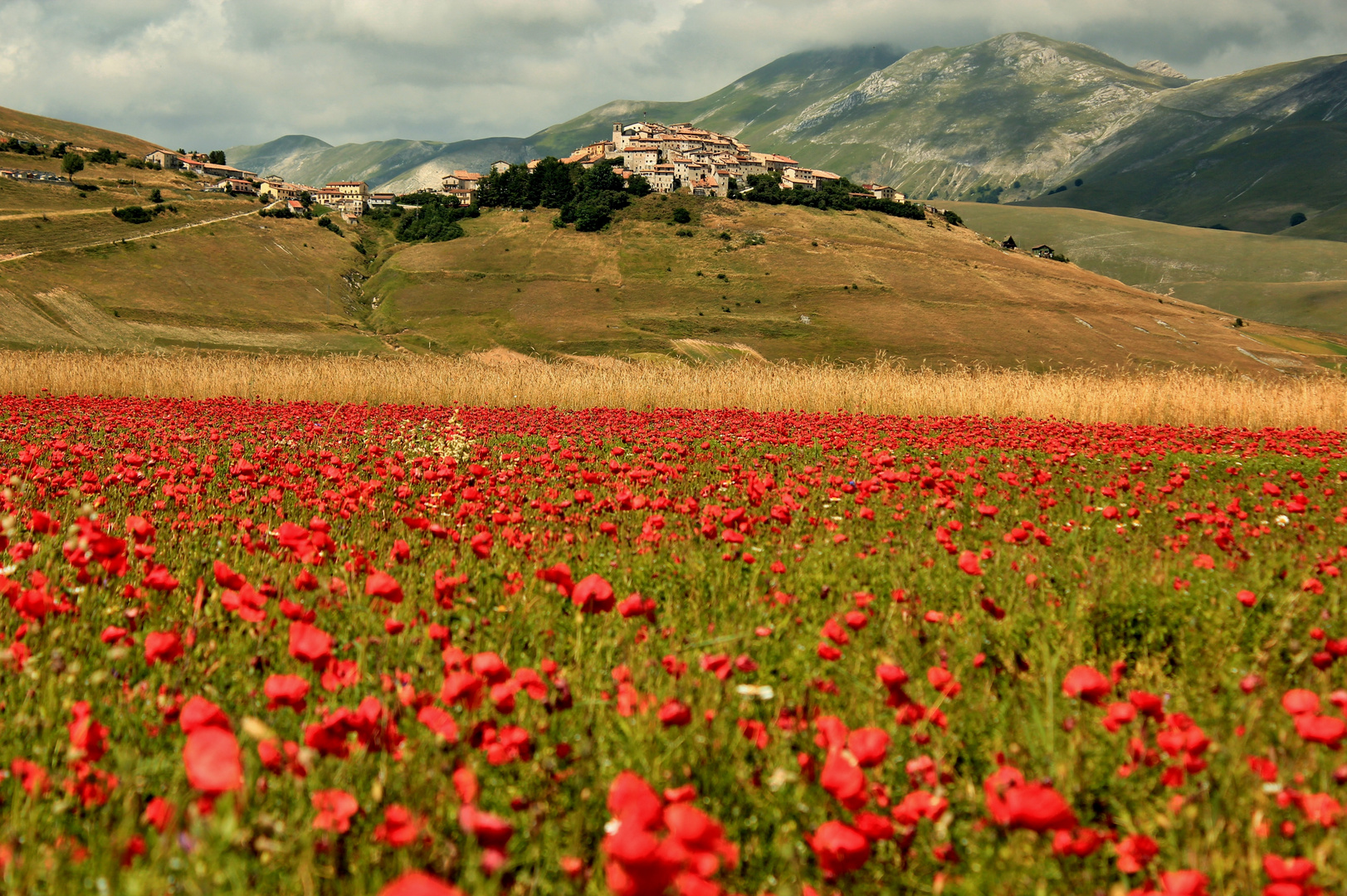 La fioritura ai piani di Castelluccio