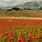 La fioritura ai piani di Castelluccio