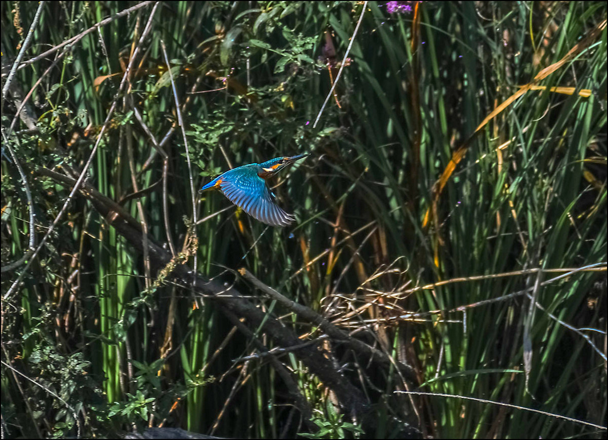 La flêche bleue