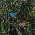 La flêche bleue