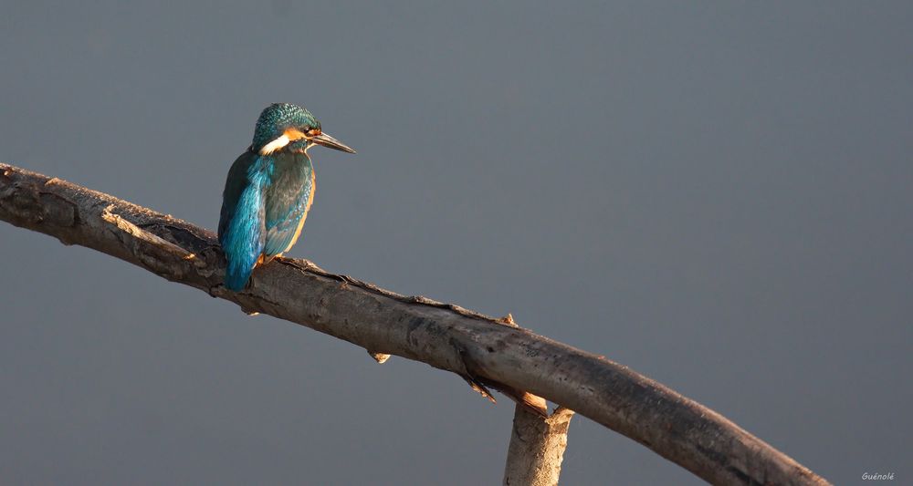 La fleche bleue