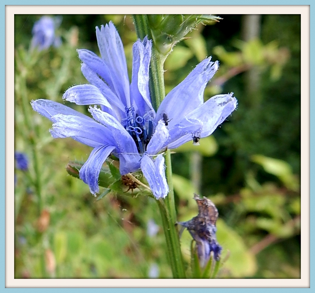 La fleur