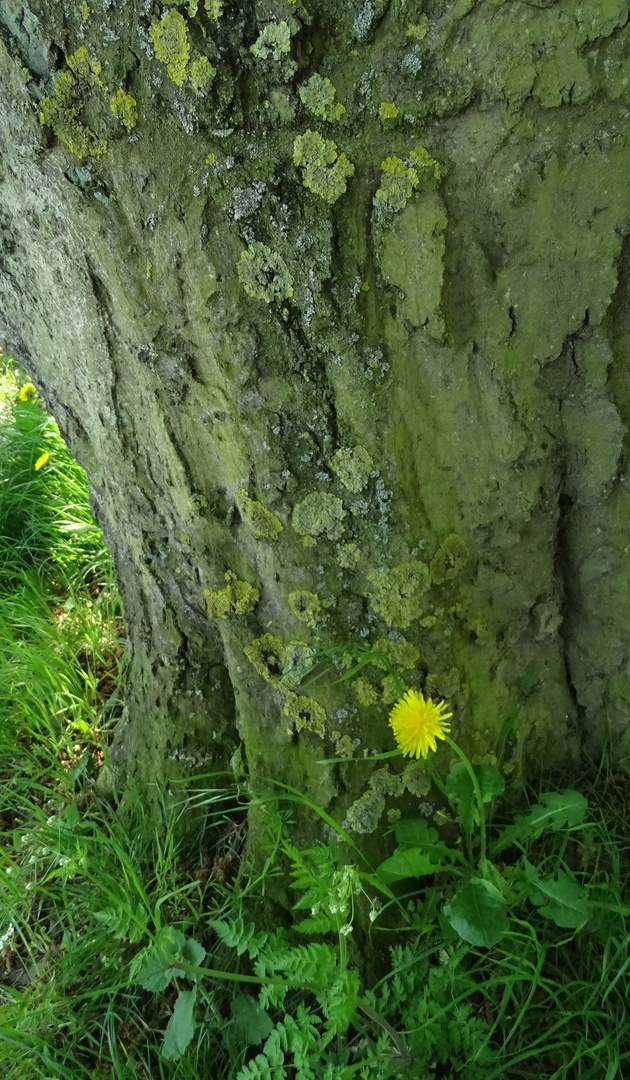 La fleur